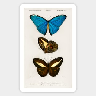 Types of Butterflies Sticker